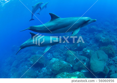 Dolphin Dolphin 56060956