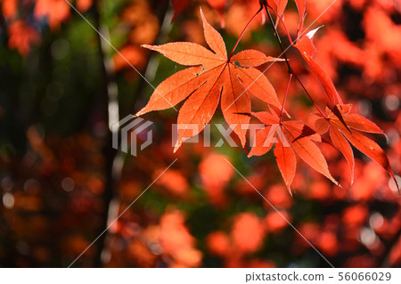Autumn leaves 56066029