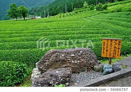 Tea plantations in the sky 56066787