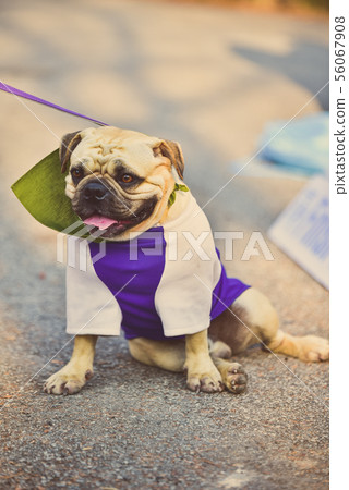 Cute pug dog sitting down to the ground Cute pug dog sitting down to the ground 56067908