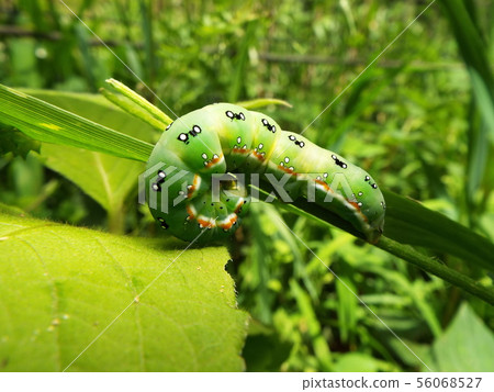 Ayamokumekiriga Ayamokumekiriga 56068527