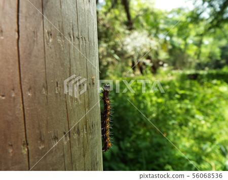 White-winged moth larva White-winged moth larva 56068536