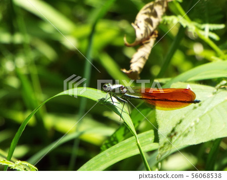 Damselfly 56068538
