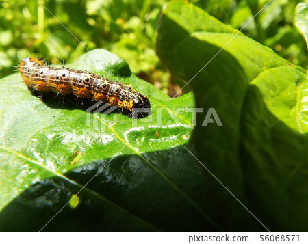 White-winged moth larva White-winged moth larva 56068571