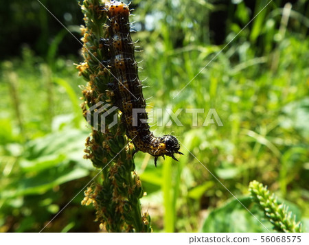 White-winged moth larva 56068575