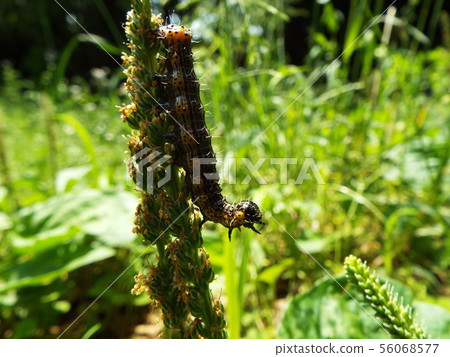 White-winged moth larva White-winged moth larva 56068577