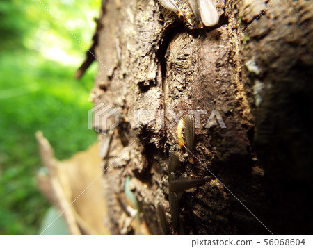Termites 56068604