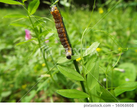 White-winged moth larva White-winged moth larva 56068608