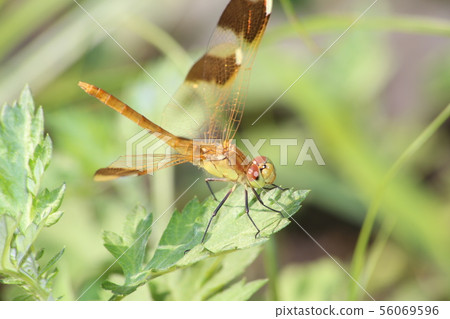 Miyama Macane 56069596