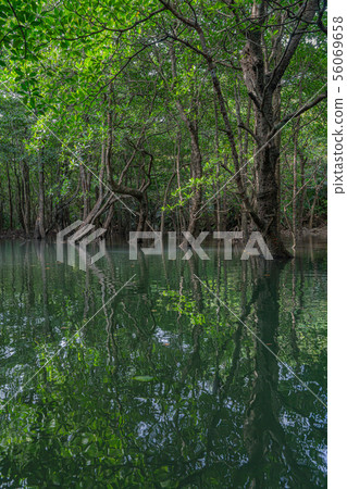 Mangrove Okinawa Iriomote Island 56069658