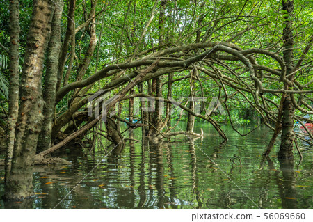 Mangrove Okinawa Iriomote Island 56069660