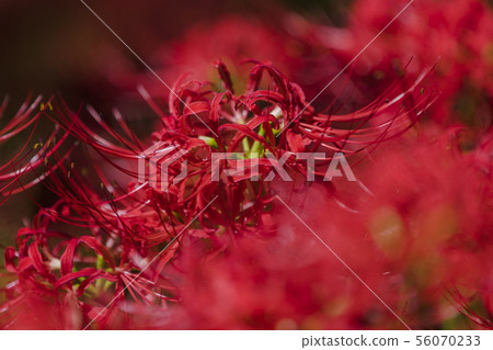 Chihubu Kinchakuda Chihubu Kinchakuda 56070233