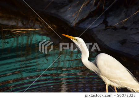 Great Egret under the bridge 56072325