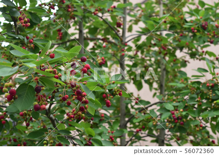 豐盈的Juneberry 56072360