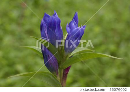 Oyama gentian Oyama gentian 56076002