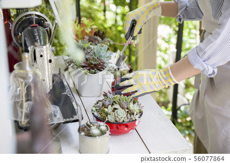 園藝圖像種植多肉植物的女性手 56077864