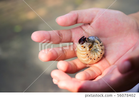 The grub worm is on hand. 56078402