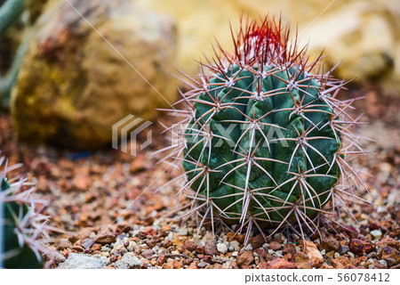 Cactus held in a garden that looks arid 56078412