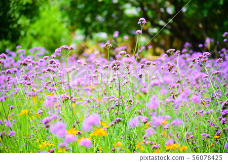 Verbena bonariensis purple in the park Verbena bonariensis purple in the park 56078425