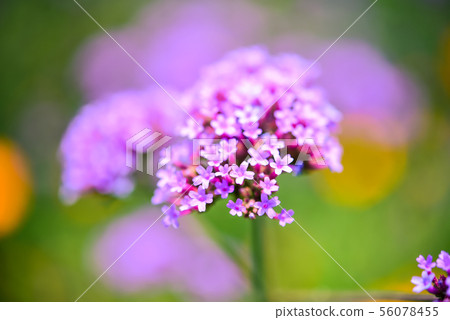 Closeup Verbena bonariensis purple in the park Closeup Verbena bonariensis purple in the park 56078455