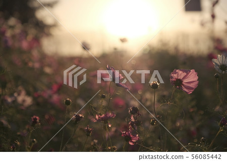 Autumn cherry and autumn sky 56085442