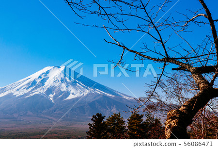 Snow covered Mount Fuji and blue sky autumn view Snow covered Mount Fuji and blue sky autumn view 56086471