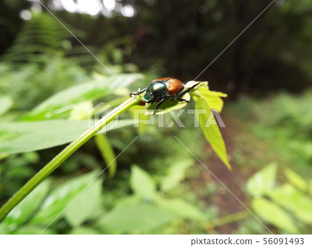 日本甲蟲 日本甲蟲 56091493