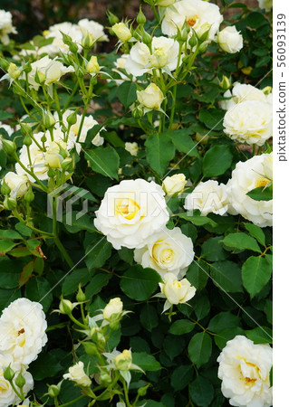 玫瑰（和弦）Sakaki Chikumagawa玫瑰園 56093139