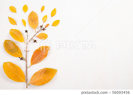 Autumn composition. Fallen yellow leaves ,Autumn 56093456