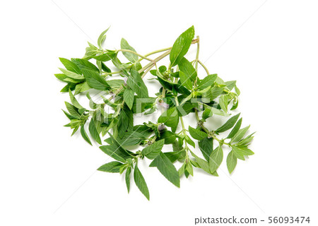 薄荷 薄荷 56093474