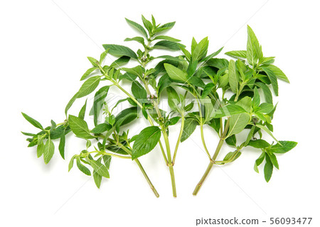 薄荷 薄荷 56093477