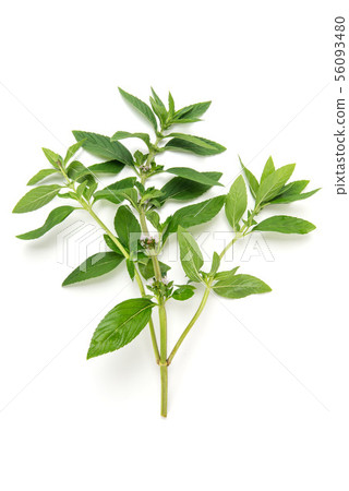 薄荷 薄荷 56093480
