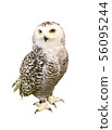 Portrait of Owl with clipping path.  56095244