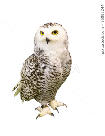 Portrait of Owl with clipping path.  56095244
