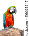 Macaw parrot with cliping path.  56095247