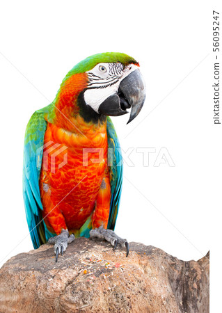 Macaw parrot with cliping path.  56095247