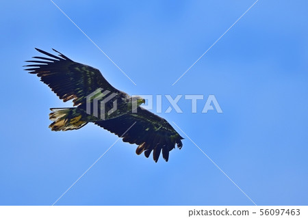 一隻白尾鷹小雞猛烈地飛向藍天 56097463