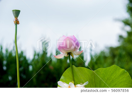 Lotus 56097856