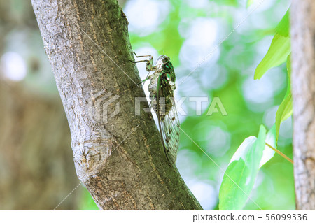 Yokohama cityscape in Japan Cicada (where to stab in) 56099336