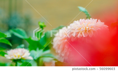 Dahlia 16: 9 56099603