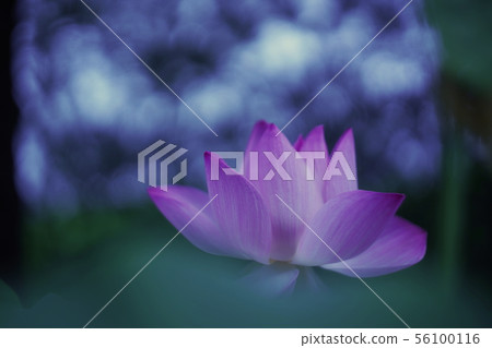 Lotus flower Lotus flower 56100116