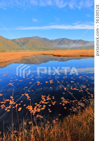 Ozegahara_Mountain foliage and grass foliage_Ikebuchi_October_1 Ozegahara_Mountain foliage and grass foliage_Ikebuchi_October_1 56100528