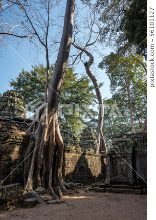 The ancient temple of Ta Prohm , Angkor , Cambodia The ancient temple of Ta Prohm , Angkor , Cambodia 56101127