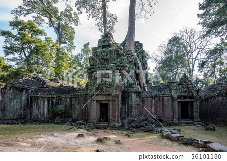 The ancient temple of Ta Prohm , Angkor , Cambodia 56101180