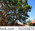 Okinawa Okinawa Deigo no Ki 56109878