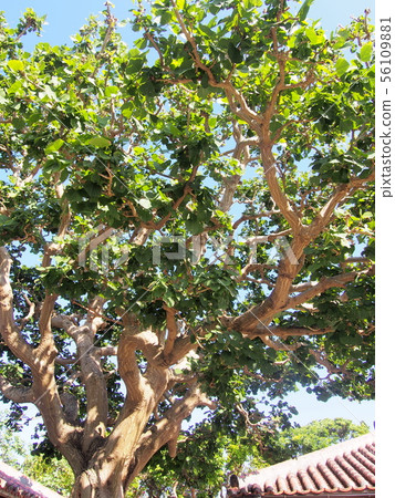 沖繩Deigo沒有樹沖繩 56109881