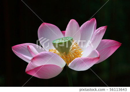蓮花 蓮花 56113643
