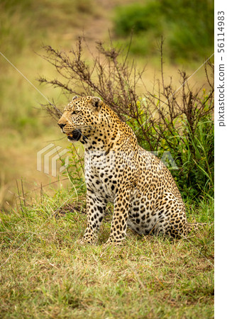 Leopard sits looking left on grass bank 56114983