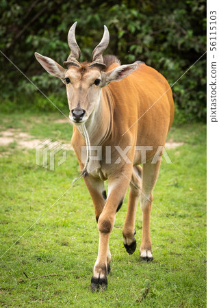 Common eland walks across grass towards camera 56115103