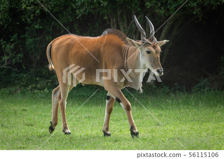 Common eland walks across grass past trees Common eland walks across grass past trees 56115106